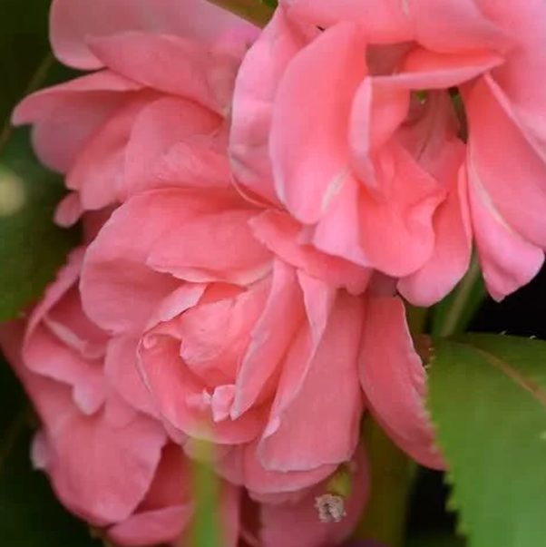 summer flowering trees in india