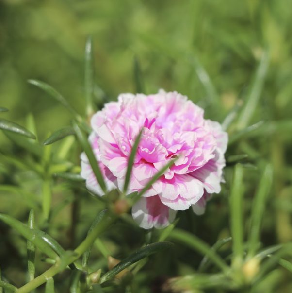 summer flowering plants in india